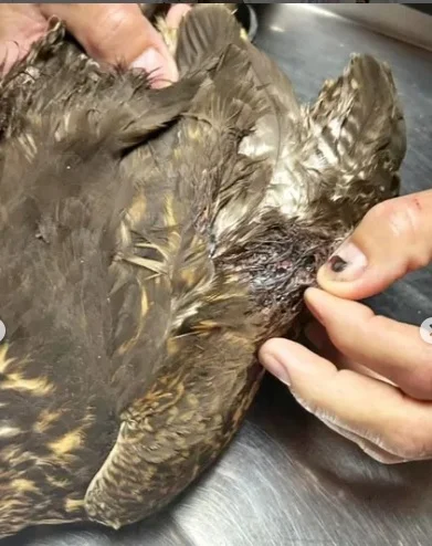 Halcon-herido