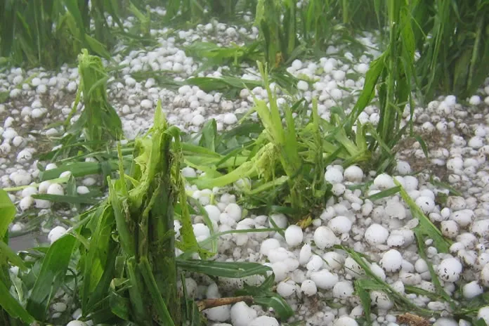 granizo-campo