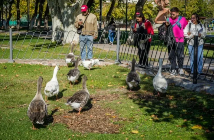 patos en el parque