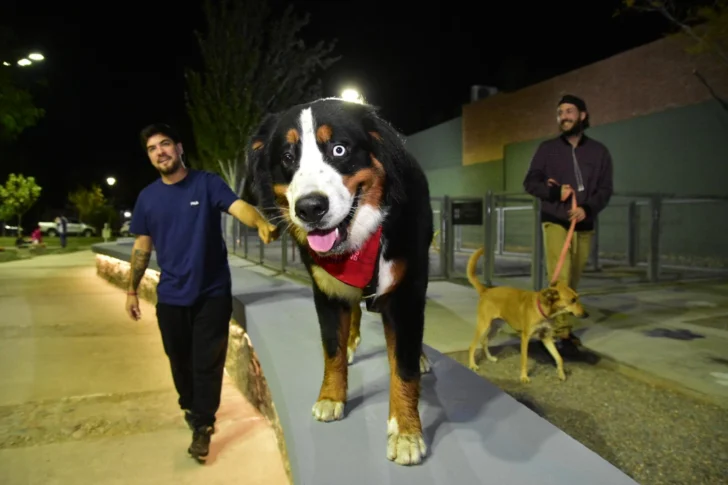 plaza perros