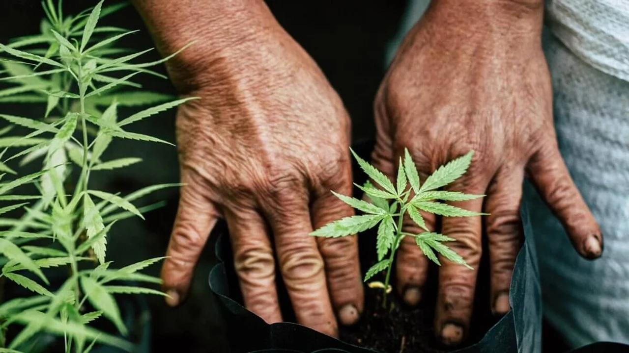 cannabis-jpeg