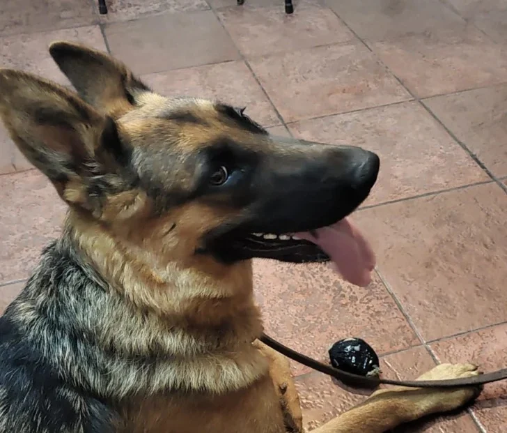 perrita hermosa