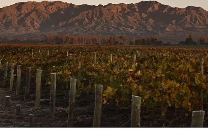 viñedos bodegas