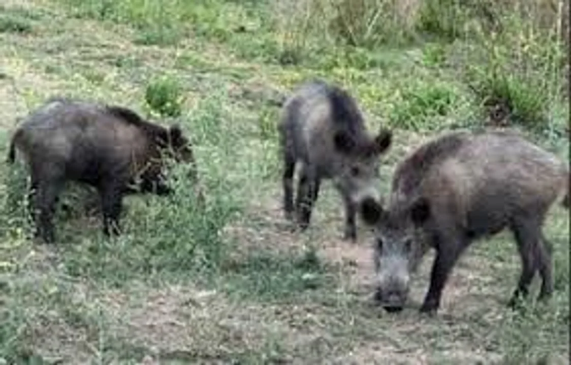jabalies