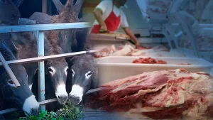 Rechazo en San Juan a la propuesta de comercializar carne de burro