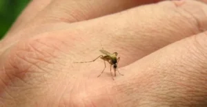 Alerta por el aumento de casos de chikungunya