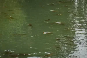 Trasladan más de 3.200 peces durante el operativo ambiental por obras en el lago del Parque de Mayo