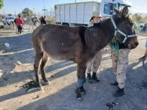 Animales sueltos en ruta: la Policía de San Juan solicita el compromiso ciudadano para sancionar a propietarios