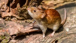 San Juan se mantiene libre de hantavirus: Salud explica las causas de la inmunidad regional