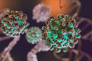 Hantavirus: las recomendaciones para prevenir contagios