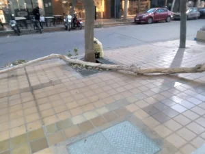 El Zonda golpeó fuerte en San Juan: cortes de luz, árboles caídos y ráfagas de hasta 90 km/h