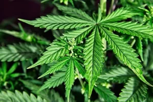 El cannabis medicinal se afianza en San Juan con plazos más ágiles y fuerte adopción en adultos mayores