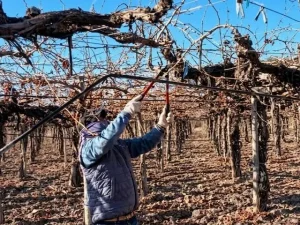 La fuertes heladas tardías causaron pérdidas totales en cultivos tempranos de San Juan