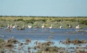 Hidráulica proyecta recuperar el cauce de la Costanera para llevar agua permanente a las lagunas de Guanacache