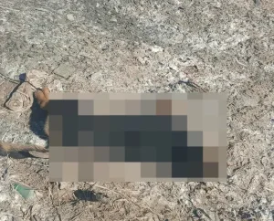 Un sanjuanino acribilló a balazos al perro de su vecino y fue detenido