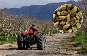 Nación destacó el potencial exportador del aceite de oliva, el pistacho y la uva de San Juan