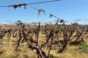 Una nueva helada tardía afecta a los cultivos sanjuaninos y aumenta la alerta en el sector productivo