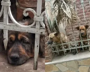 Rescataron a cuatro perros de una casa abandonada en Capital